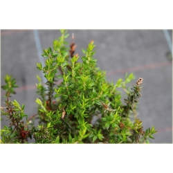 krzewy Dabecja kantabryjska różowa K233