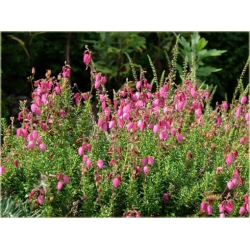 krzewy Dabecja kantabryjska różowa K233