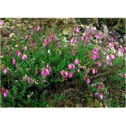 krzewy Dabecja kantabryjska różowa K233