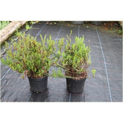 krzewy Dabecja kantabryjska różowa K233