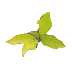 krzewy Dereń biały Aurea K117