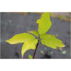 krzewy Dereń biały Aurea  K117