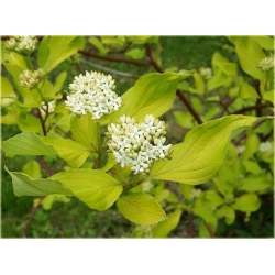 krzewy Dereń biały Aurea  K117