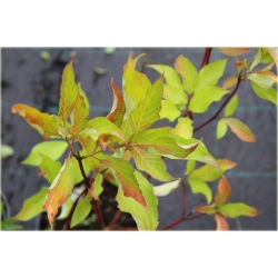 krzewy Dereń biały Aurea  K117