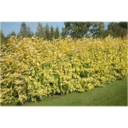 krzewy Dereń biały Aurea  K117