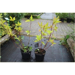 krzewy Dereń biały Aurea  K117