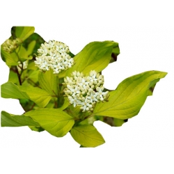 krzewy Dereń biały K89