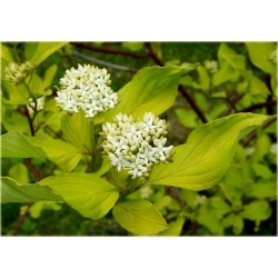 krzewy Dereń biały K89