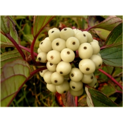 krzewy Dereń biały K89