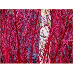 krzewy Dereń biały K89