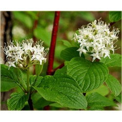 krzewy Dereń biały K89