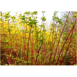 krzewy Dereń biały K89