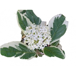 krzewy Dereń biały Elegantissima K183