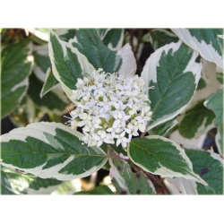 krzewy Dereń biały Elegantissima K183