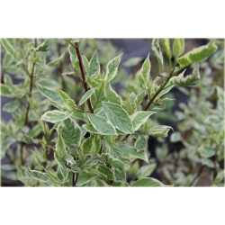 krzewy Dereń biały Elegantissima K183