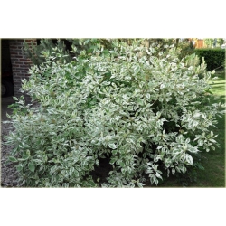 krzewy Dereń biały Elegantissima K183