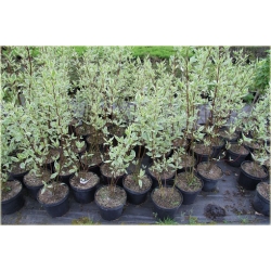 krzewy Dereń biały Elegantissima K183