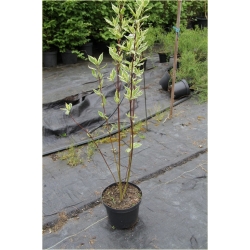 krzewy Dereń biały Elegantissima K183