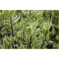 krzewy Dereń biały Elegantissima K183