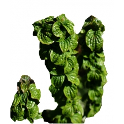 krzewy Dereń biały Hessei Cornus alba K72