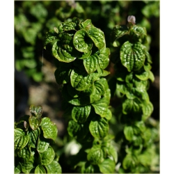 krzewy Dereń biały Hessei Cornus alba K72