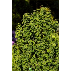 krzewy Dereń biały Hessei Cornus alba K72