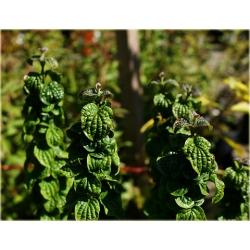 krzewy Dereń biały Hessei Cornus alba K72