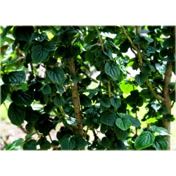 krzewy Dereń biały Hessei Cornus alba K72