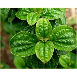 krzewy Dereń biały Hessei Cornus alba K72