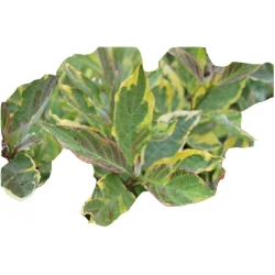 krzewy Dereń biały Spaethii K126