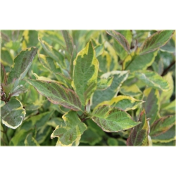 krzewy Dereń biały Spaethii K126