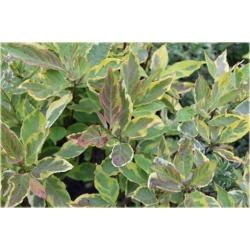 krzewy Dereń biały Spaethii K126