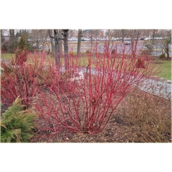 krzewy Dereń biały Spaethii K126