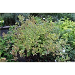 krzewy Dereń biały Spaethii K126