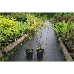 krzewy Dereń biały Spaethii K126