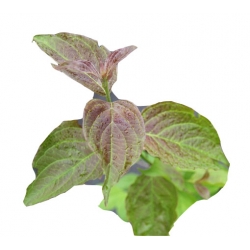 krzewy Dereń jadalny K47