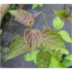 krzewy Dereń jadalny K47