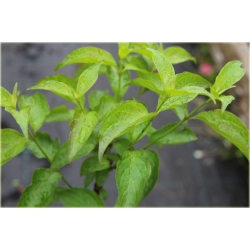 krzewy Dereń jadalny K47