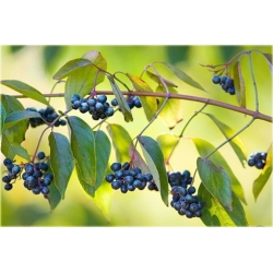 krzewy Dereń jadalny K47