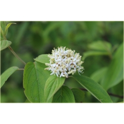 krzewy Dereń jadalny K47