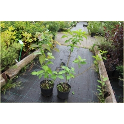 krzewy Dereń jadalny K47