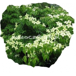 krzewy Dereń Kousa K29