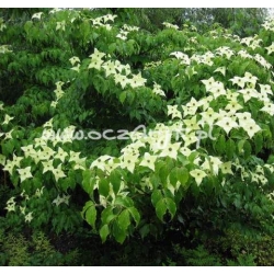 krzewy Dereń Kousa K29