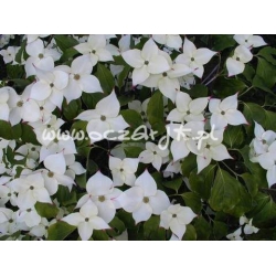 krzewy Dereń Kousa K29