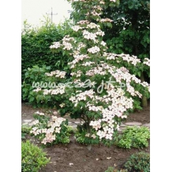 krzewy Dereń Kousa K29