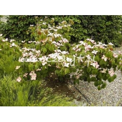 krzewy Dereń Kousa K29