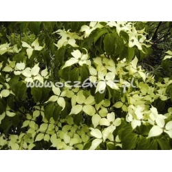 krzewy Dereń Kousa K29