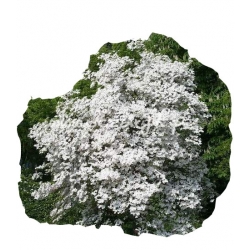 krzewy Dereń kwiecisty K30