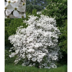 krzewy Dereń kwiecisty K30