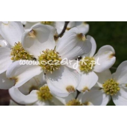 krzewy Dereń kwiecisty K30